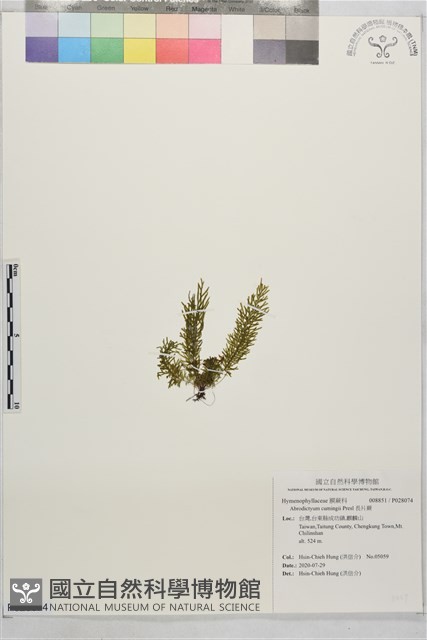長片蕨藏品圖，第1張