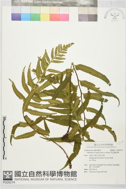 萊氏鐵角蕨藏品圖，第1張