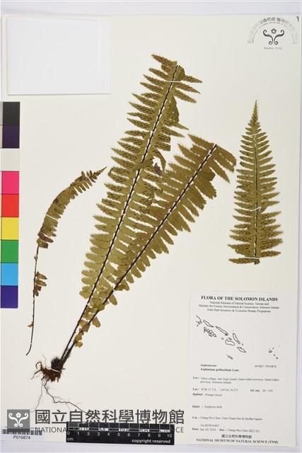 登錄號:P019874藏品圖，第1張