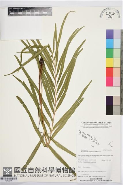 登錄號:P019974藏品圖，第1張