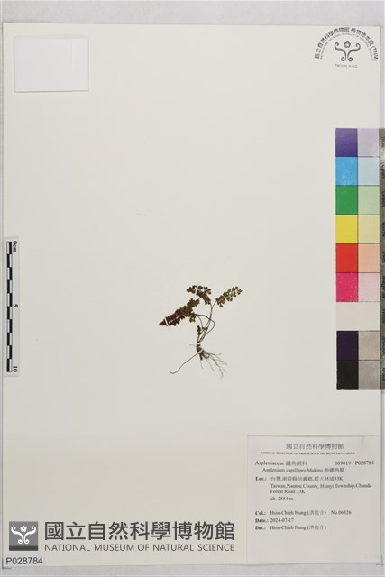 姬鐵角蕨藏品圖，第1張