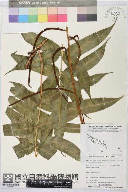 登錄號:P019884藏品圖，第1張