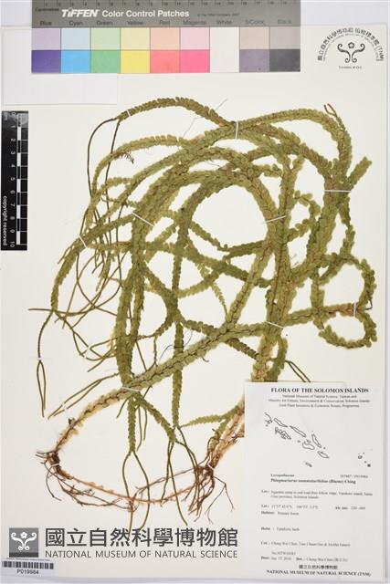 登錄號:P019984藏品圖，第1張