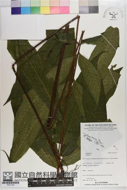 登錄號:P021129藏品圖，第1張