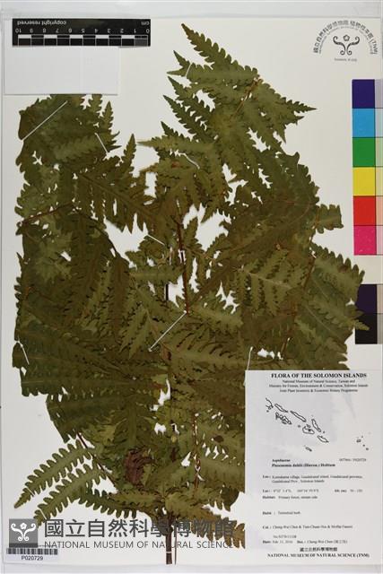 登錄號:P020729藏品圖，第1張