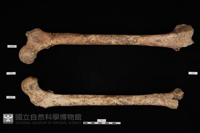 人骨藏品圖，第1張