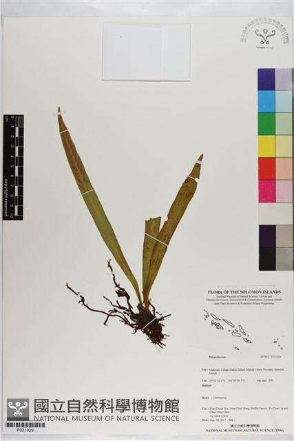 登錄號:P021029藏品圖，第1張