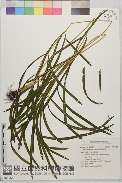 箭葉鳳尾蕨藏品圖，第1張