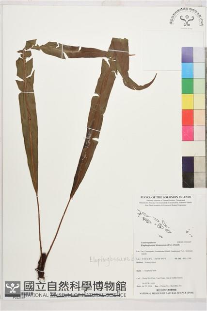 登錄號:P022629藏品圖，第1張