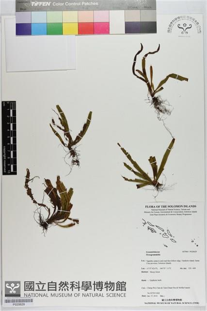 登錄號:P020629藏品圖，第1張