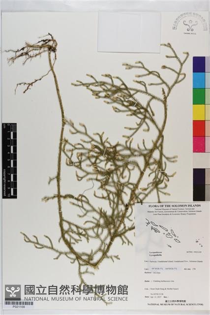 登錄號:P021109藏品圖，第1張