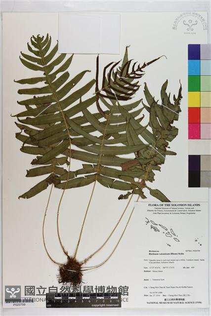 登錄號:P020709藏品圖，第1張