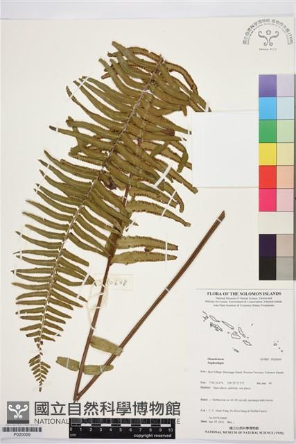 登錄號:P020009藏品圖，第1張