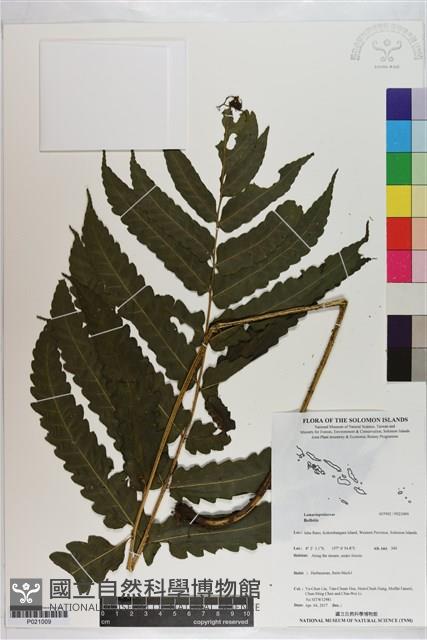 登錄號:P021009藏品圖，第1張