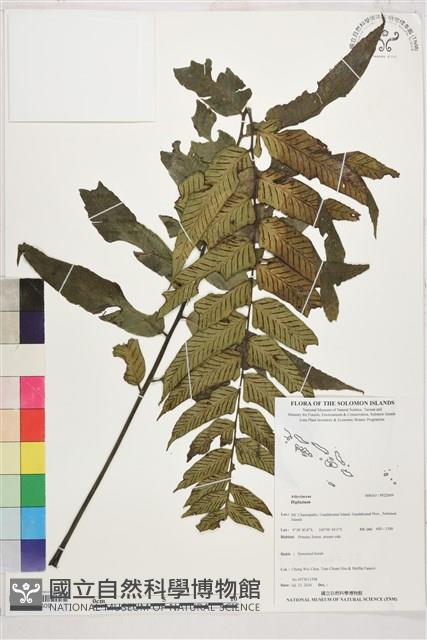 Accession Number:P022609 Collection Image