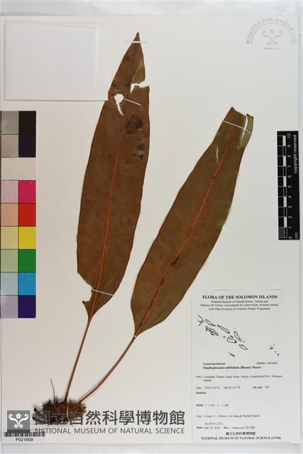 銳頭舌蕨藏品圖，第1張