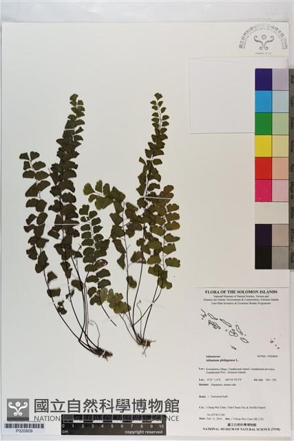 半月形鐵線蕨藏品圖，第1張