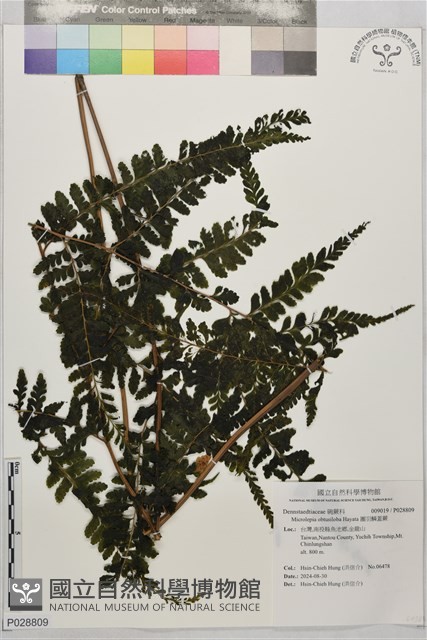 團羽鱗蓋蕨藏品圖，第1張