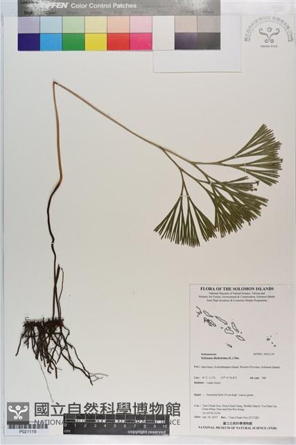 分枝莎草蕨藏品圖，第1張