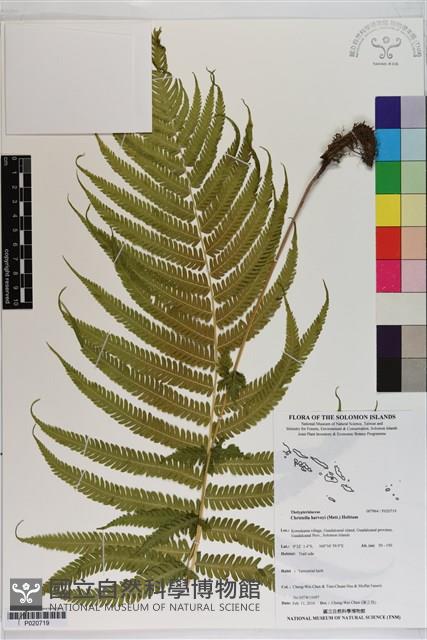 登錄號:P020719藏品圖，第1張