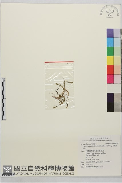 反捲葉石杉藏品圖，第1張