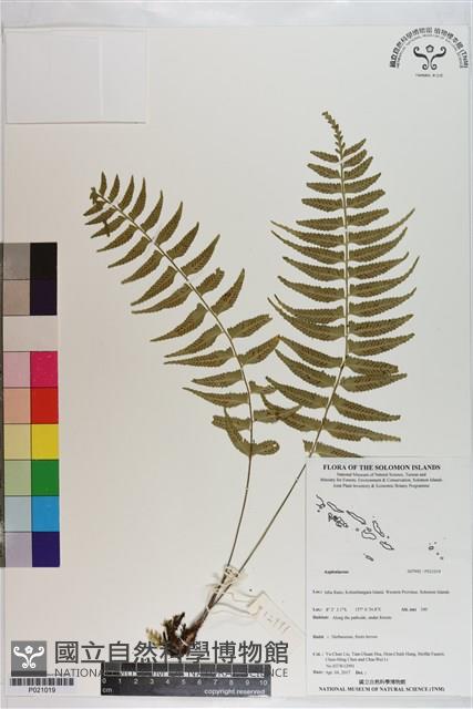 登錄號:P021019藏品圖，第1張