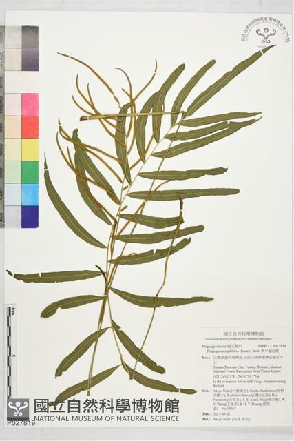 華中瘤足蕨藏品圖，第1張