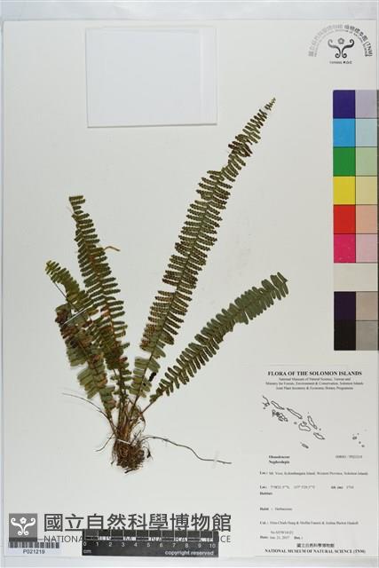 登錄號:P021219藏品圖，第1張