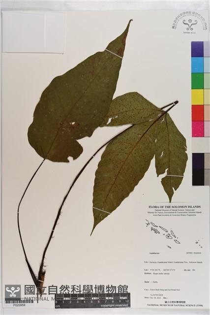 登錄號:P020959藏品圖，第1張