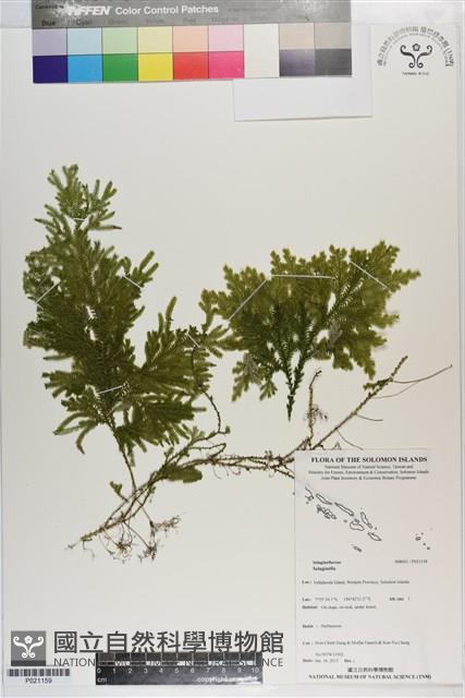 登錄號:P021159藏品圖，第1張