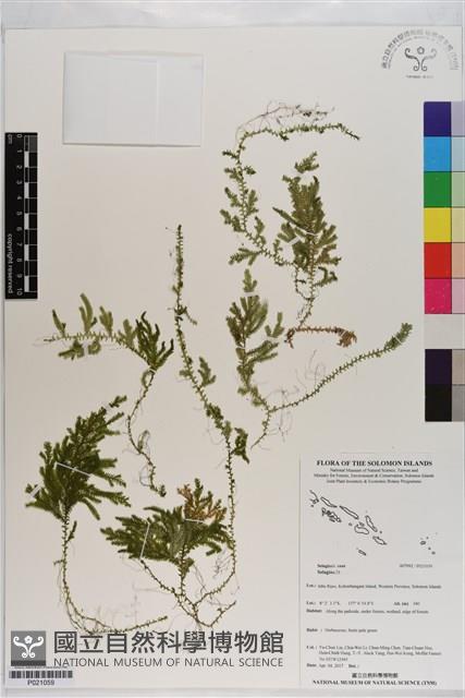 登錄號:P021059藏品圖，第1張