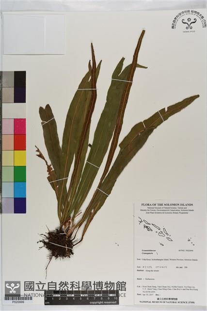 登錄號:P020999藏品圖，第1張