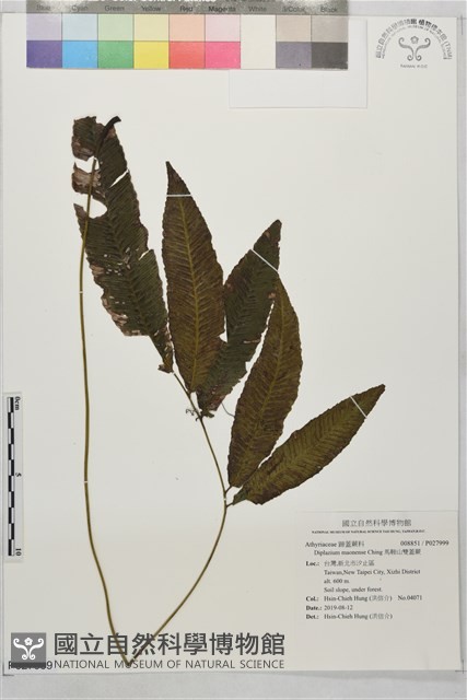 馬鞍山雙蓋蕨藏品圖，第1張