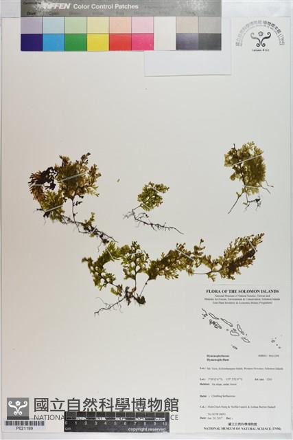 登錄號:P021199藏品圖，第1張