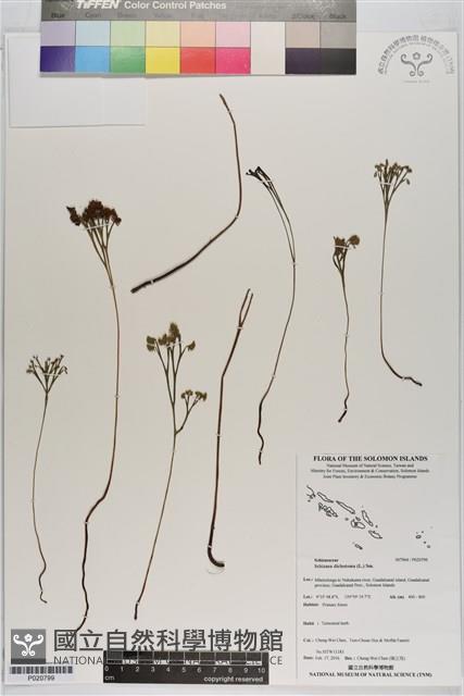 分枝莎草蕨藏品圖，第1張