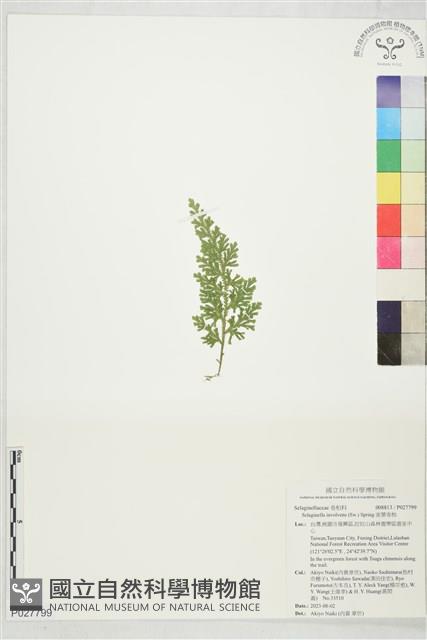密葉卷柏藏品圖，第1張
