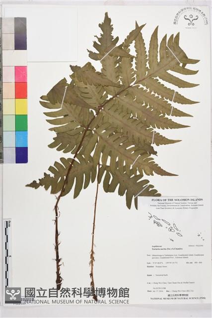 登錄號:P022599藏品圖，第1張