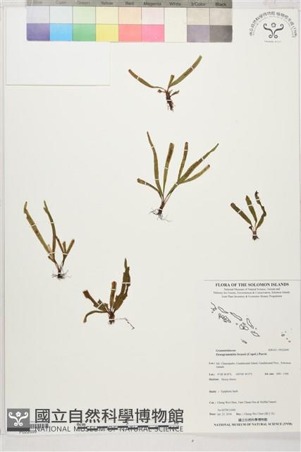 登錄號:P022699藏品圖，第1張