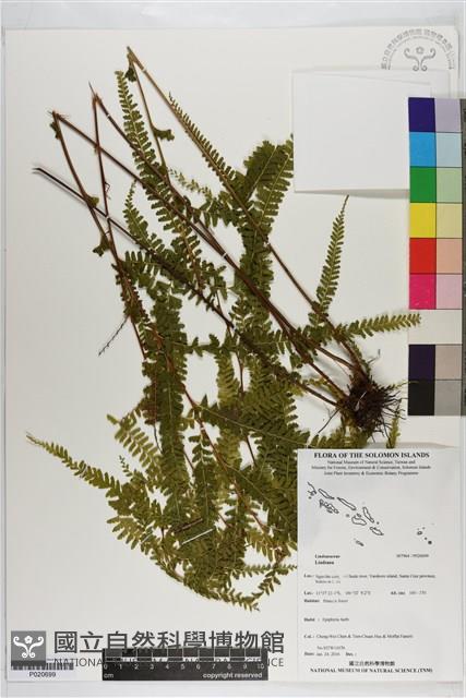 登錄號:P020699藏品圖，第1張