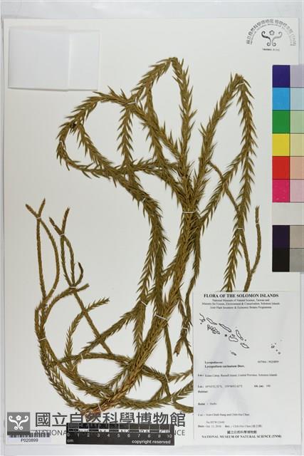 覆葉石松藏品圖，第1張