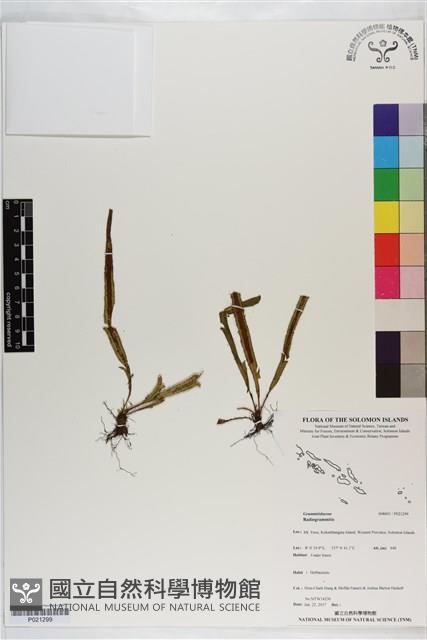 登錄號:P021299藏品圖，第1張