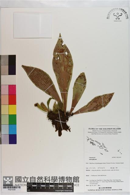 登錄號:P021039藏品圖，第1張