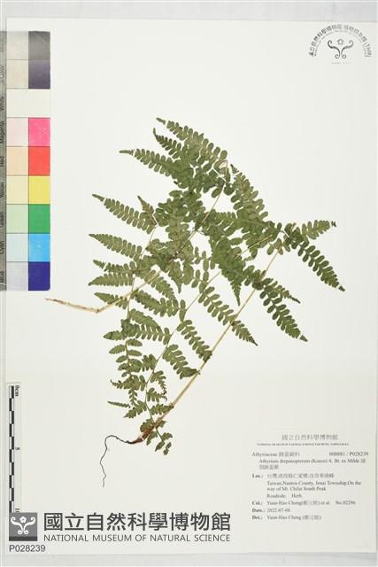 細裂蹄蓋蕨藏品圖，第1張