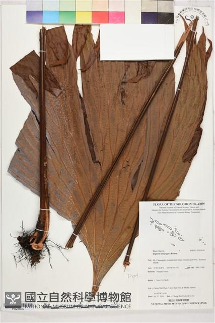 雙扇蕨藏品圖，第1張