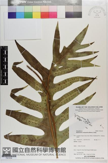 海岸擬茀蕨藏品圖，第1張