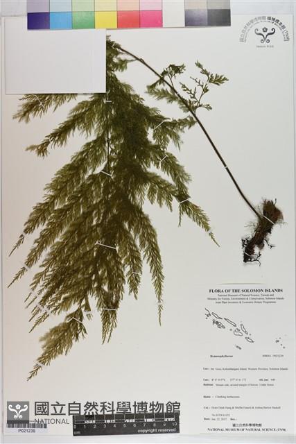 登錄號:P021239藏品圖，第1張