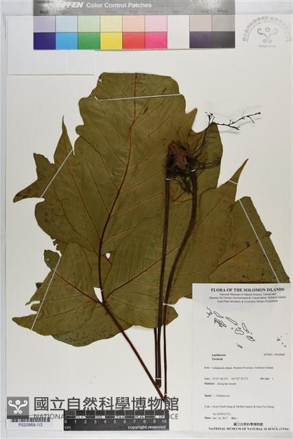 登錄號:P020969藏品圖，第1張