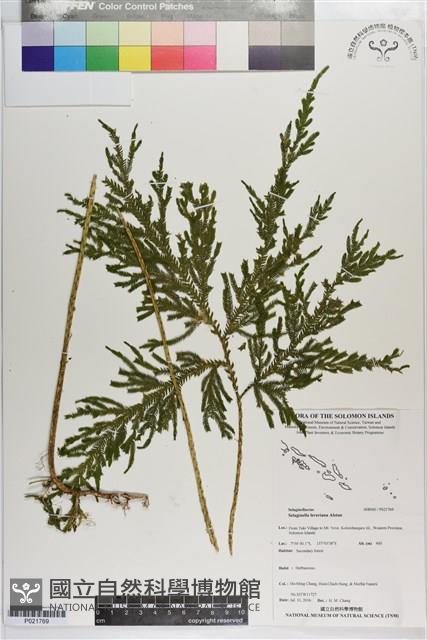 登錄號:P021769藏品圖，第1張