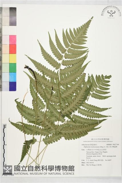 深山雙蓋蕨藏品圖，第1張