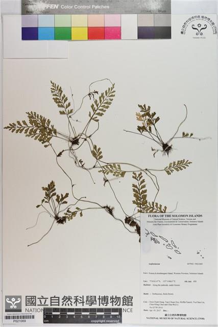 登錄號:P021069藏品圖，第1張